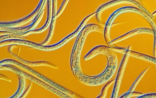 科學家順利 復活 2.4萬年前的生物,如果擴散,會有多可怕