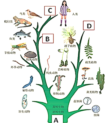 生物進化樹 揭示生命演變的壯麗歷程